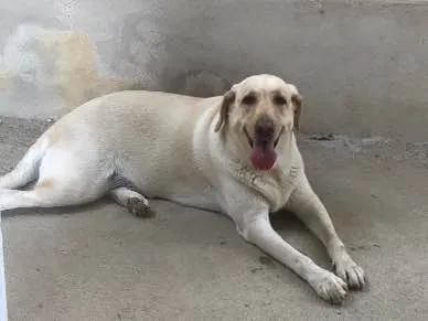 Cachorro raça Labrador idade 4 anos nome Bella