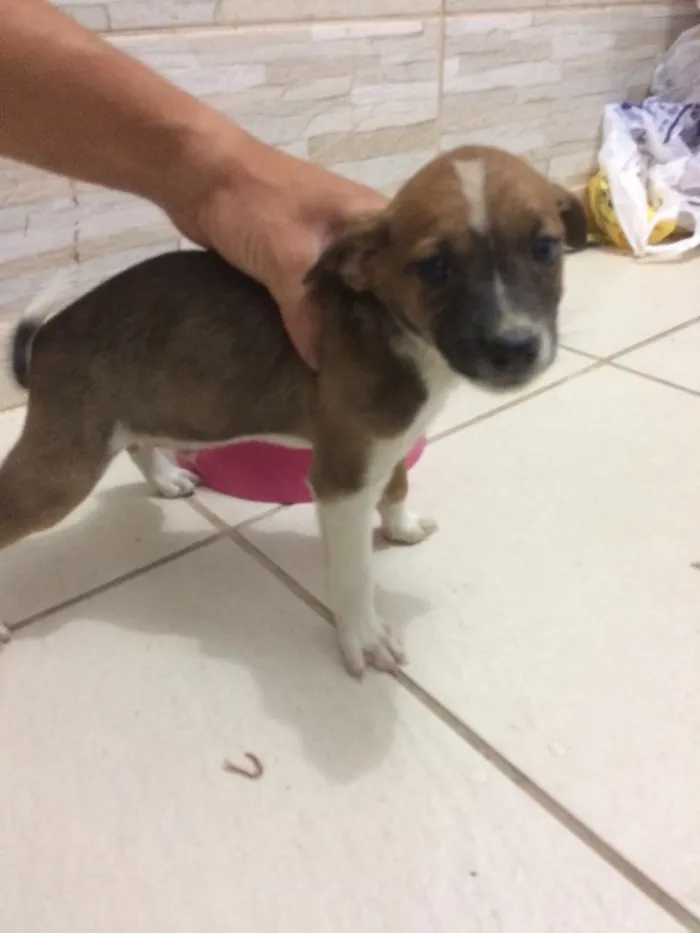 Cachorro ra a Vira lata  idade Abaixo de 2 meses nome Gito