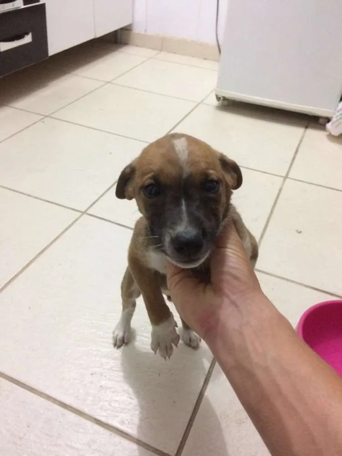 Cachorro ra a Vira lata  idade Abaixo de 2 meses nome Gito