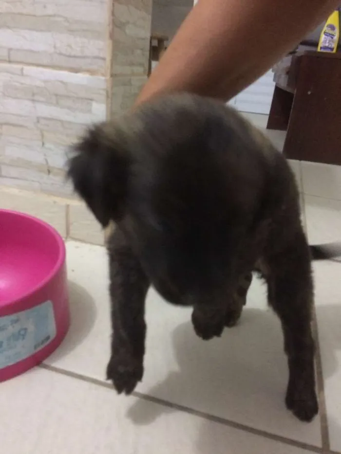 Cachorro ra a Vira lata idade  nome Pretinha 