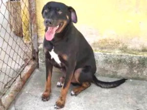 Cachorro raça SRD idade 2 anos nome Zuza