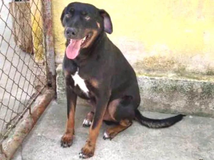 Cachorro ra a SRD idade 2 anos nome Zuza