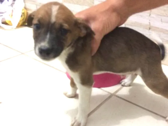 Cachorro ra a Vira lata  idade Abaixo de 2 meses nome Gito