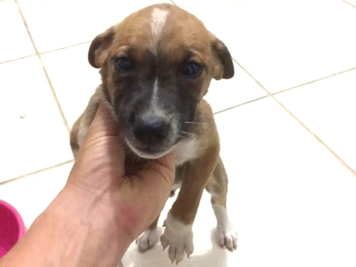 Cachorro ra a Vira lata  idade Abaixo de 2 meses nome Gito