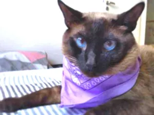 Gato raça Siames idade 1 ano nome Maycke