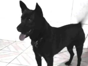 Cachorro raça Sem raça definida  idade 1 ano nome Théo 