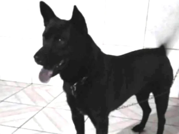 Cachorro ra a Sem raça definida  idade 1 ano nome Théo 