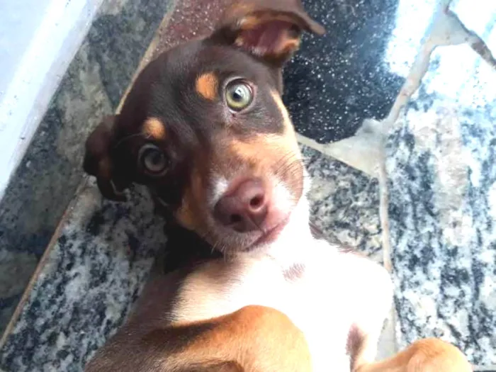 Cachorro ra a Srd idade 2 a 6 meses nome Mel