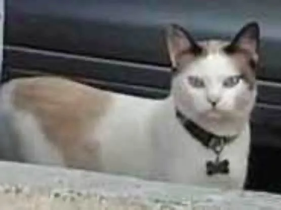 Gato ra a Sem  raça idade 1 ano nome Liu