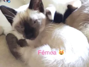 Gato raça Indefinido idade 2 a 6 meses nome Sem nome 