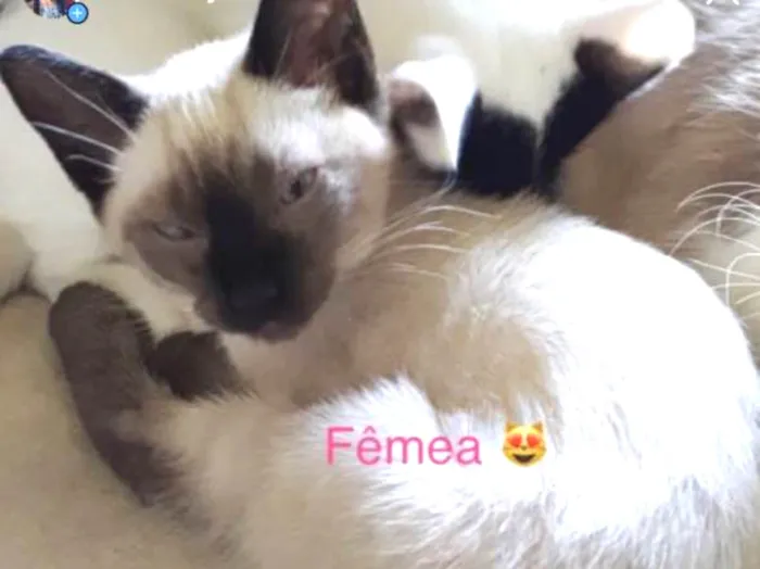 Gato ra a Indefinido idade 2 a 6 meses nome Sem nome 