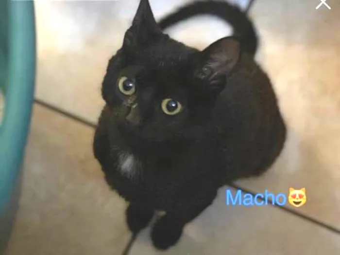 Gato ra a Indefinido idade 2 a 6 meses nome Sem nome 