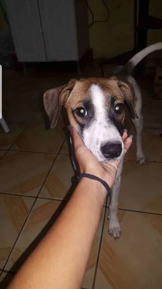 Cachorro ra a vira lata idade 1 ano nome Frida