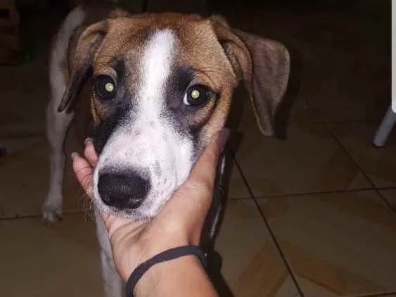 Cachorro ra a vira lata idade 1 ano nome Frida