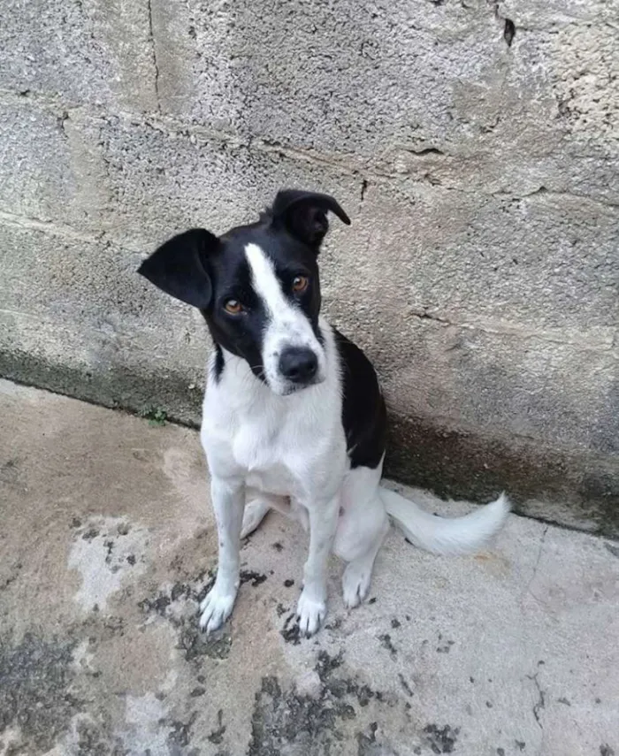 Cachorro ra a Vira lata idade 7 a 11 meses nome Thomas