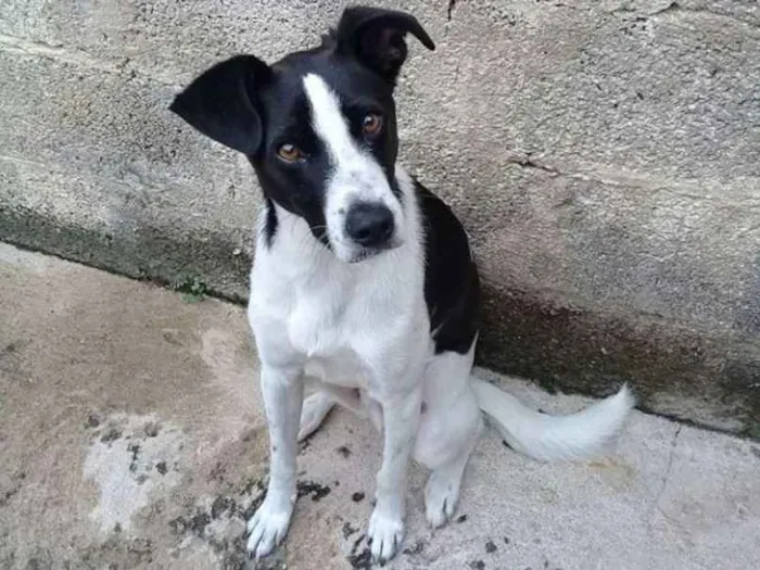 Cachorro ra a Vira lata idade 7 a 11 meses nome Thomas