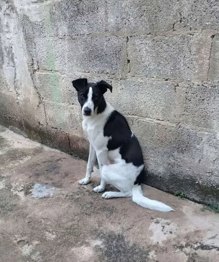 Cachorro ra a Vira lata idade 7 a 11 meses nome Thomas