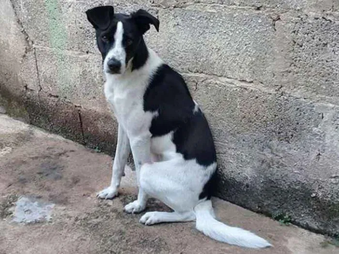 Cachorro ra a Vira lata idade 7 a 11 meses nome Thomas