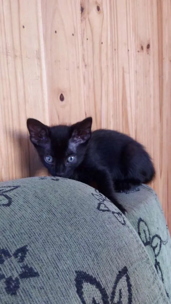 Gato ra a  idade 2 a 6 meses nome Pretinho