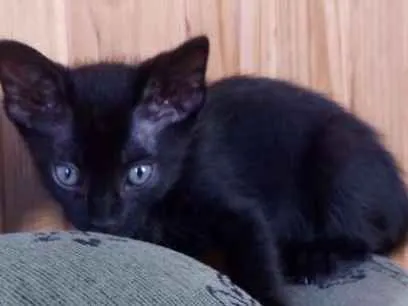 Gato ra a  idade 2 a 6 meses nome Pretinho