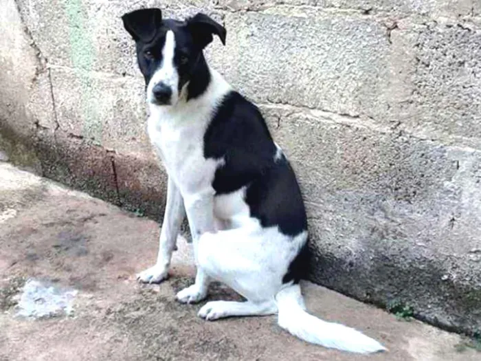 Cachorro ra a Vira lata idade 7 a 11 meses nome Thomas
