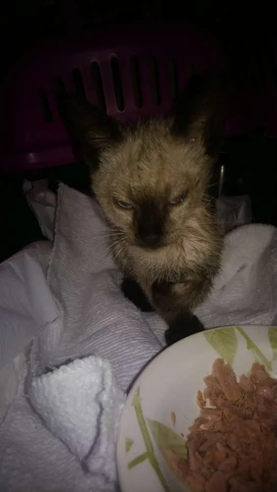 Gato ra a Sem raça definida idade 2 a 6 meses nome Gatinho 