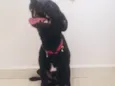 Doby