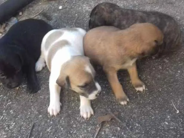 Cachorro ra a Nd idade Abaixo de 2 meses nome Puf