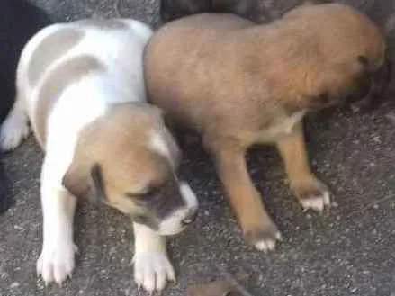 Cachorro ra a Nd idade Abaixo de 2 meses nome Puf