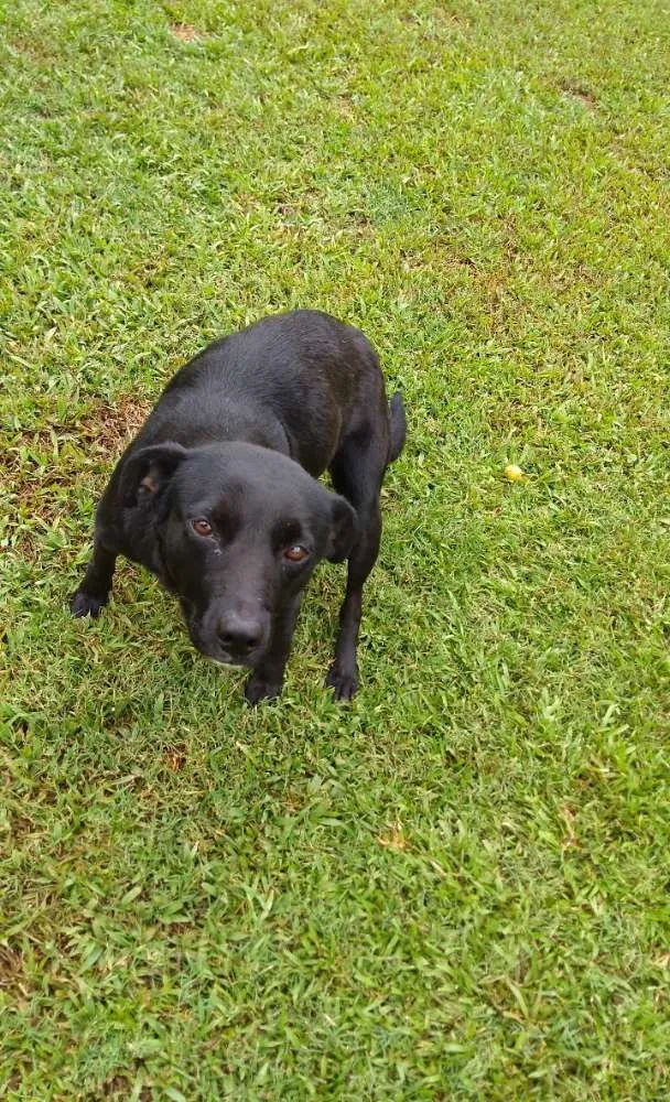 Cachorro ra a  idade 3 anos nome Raposa