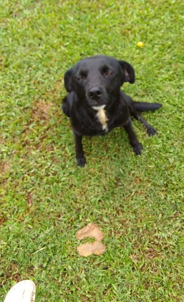 Cachorro ra a  idade 3 anos nome Raposa