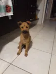 Toco
