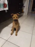 Toco