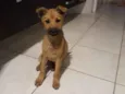 Toco