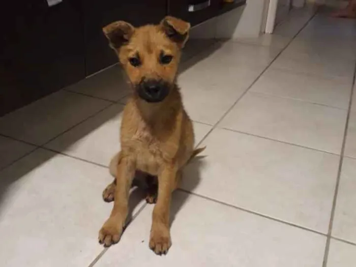 Cachorro ra a Vira-lata idade 2 a 6 meses nome Toco