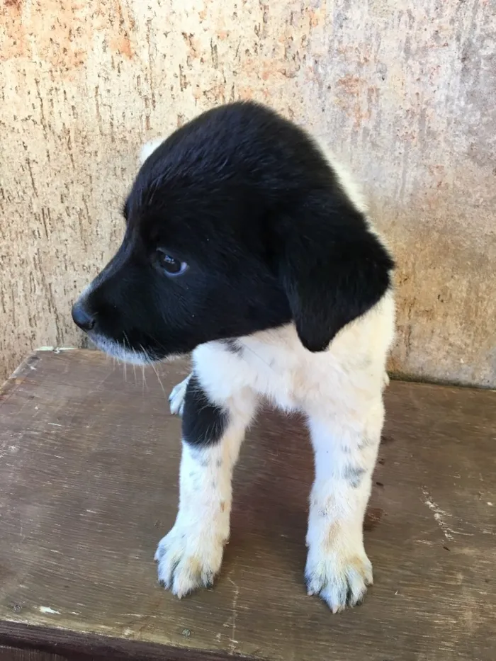 Cachorro ra a . idade Abaixo de 2 meses nome .