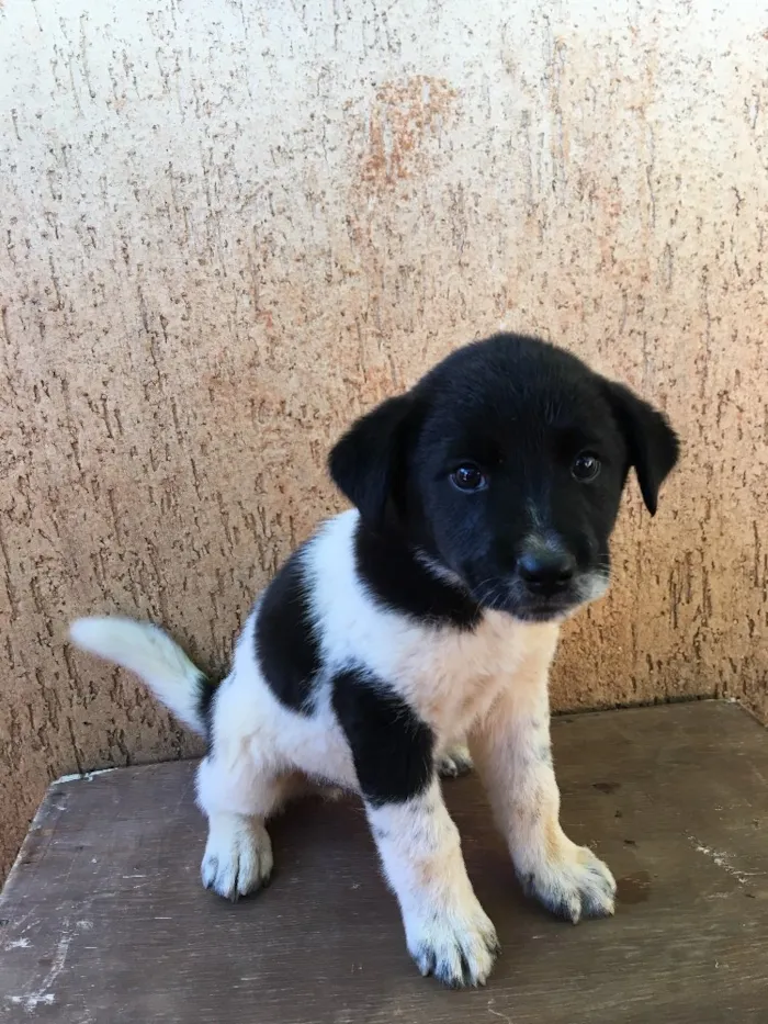 Cachorro ra a . idade Abaixo de 2 meses nome .