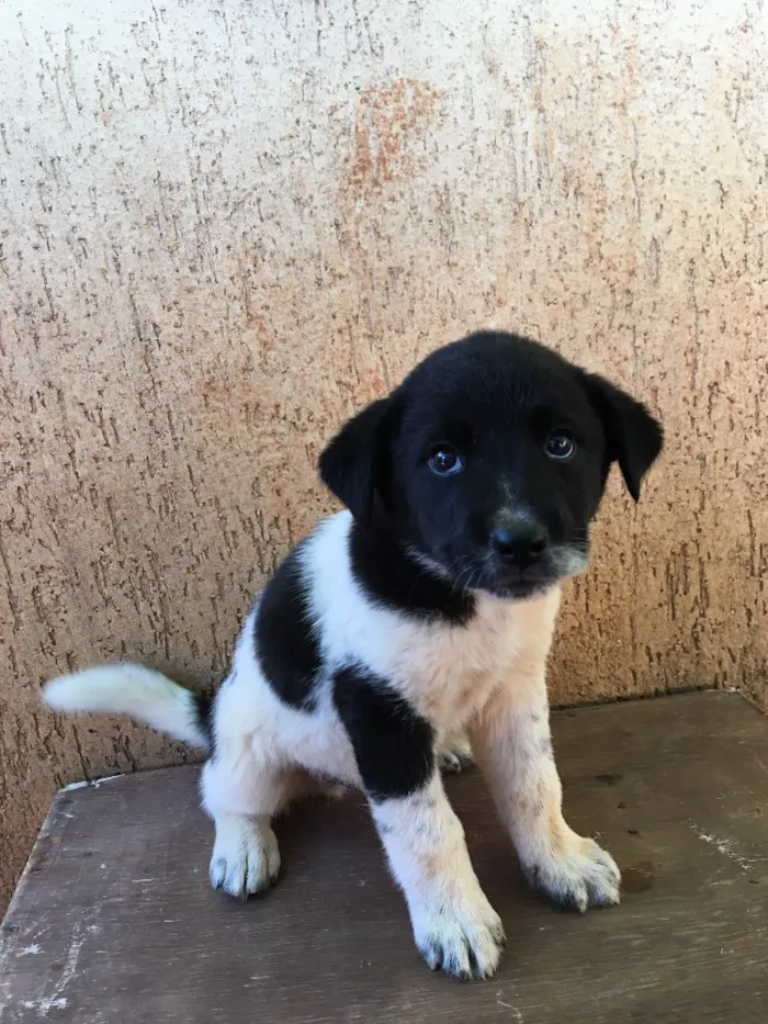 Cachorro ra a . idade Abaixo de 2 meses nome .