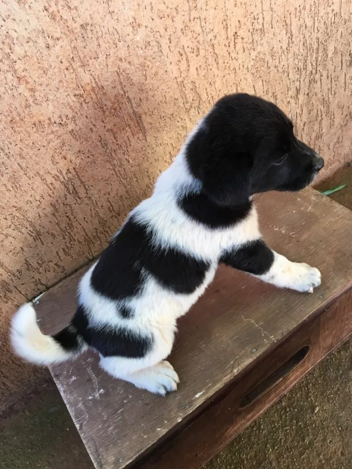 Cachorro ra a . idade Abaixo de 2 meses nome .