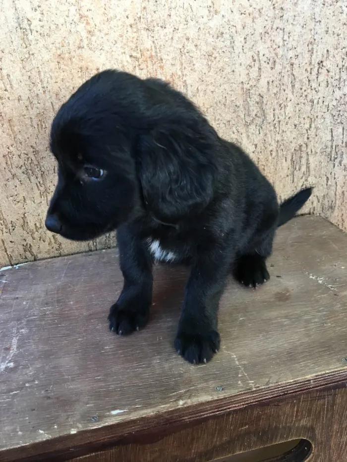 Cachorro ra a . idade Abaixo de 2 meses nome .