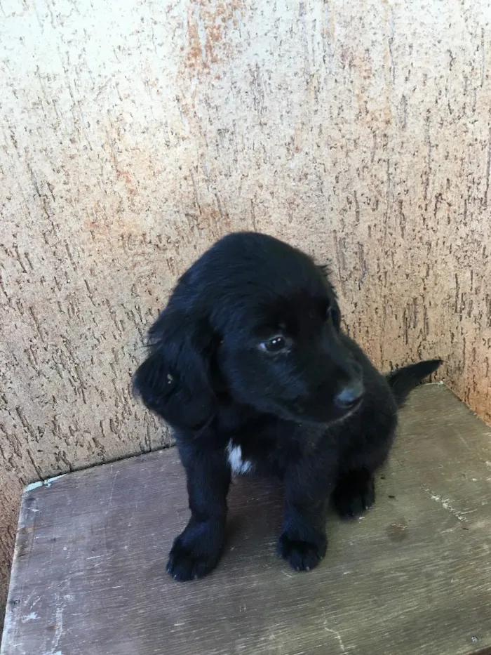Cachorro ra a . idade Abaixo de 2 meses nome .