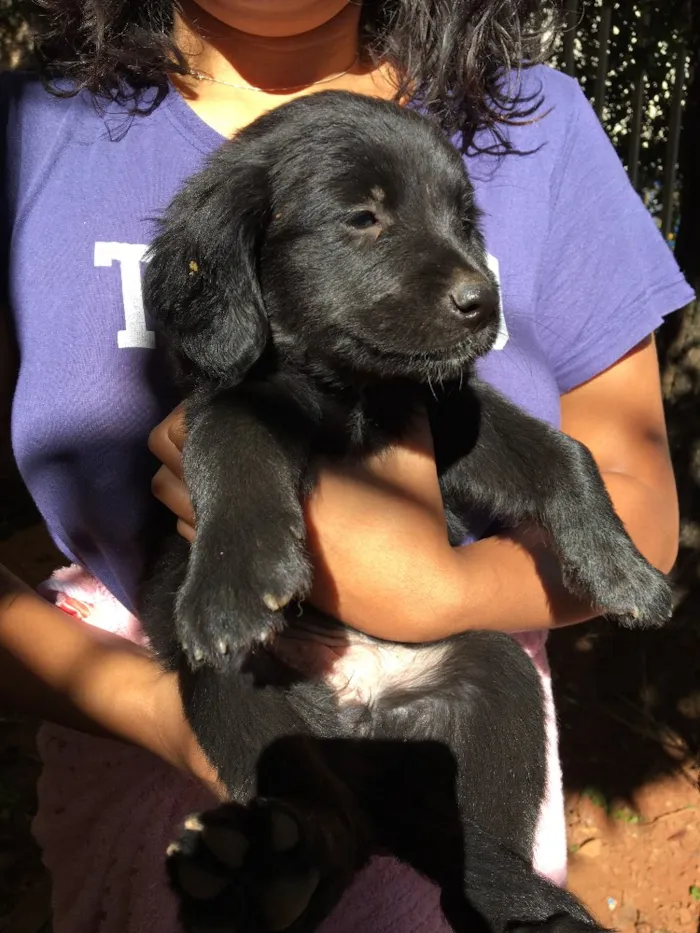 Cachorro ra a . idade Abaixo de 2 meses nome .