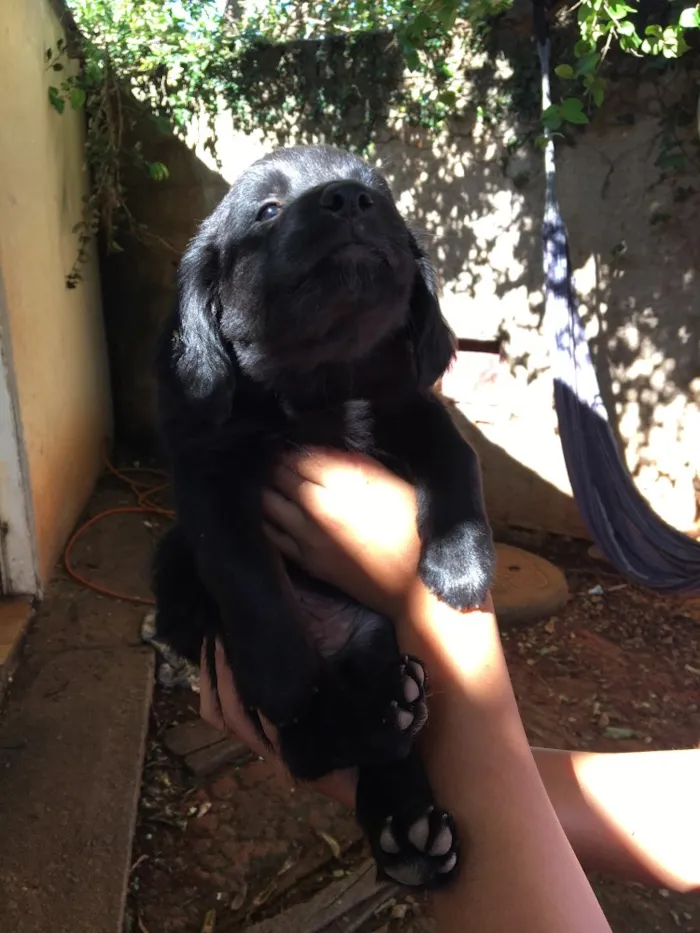 Cachorro ra a . idade Abaixo de 2 meses nome .