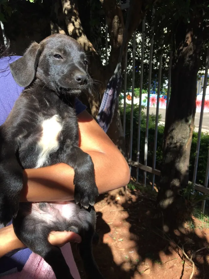 Cachorro ra a . idade Abaixo de 2 meses nome .