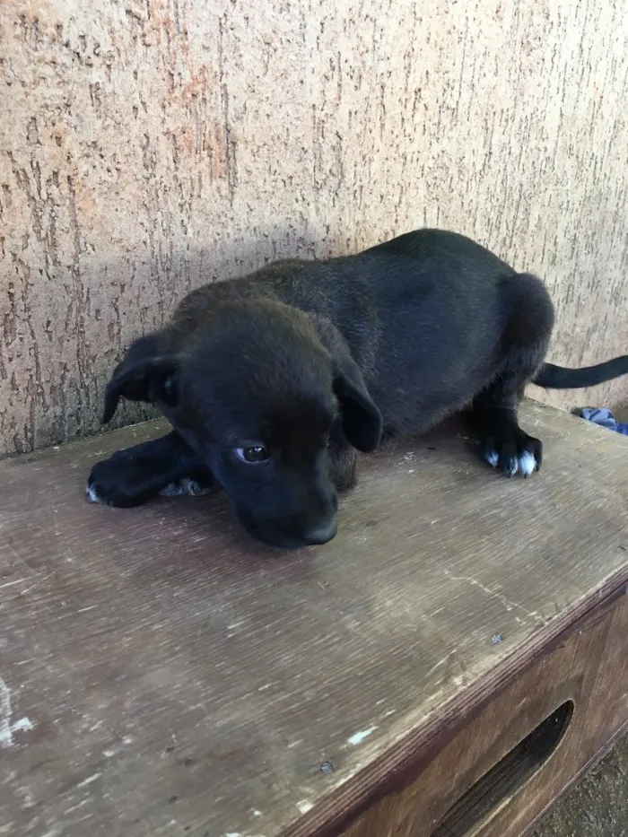 Cachorro ra a . idade Abaixo de 2 meses nome .