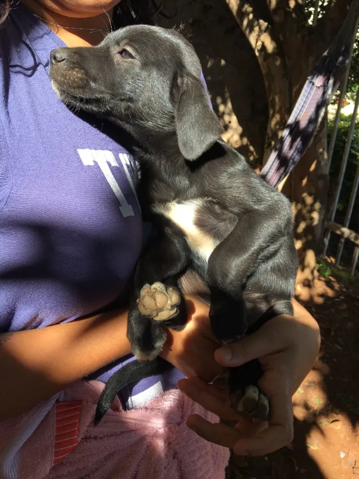 Cachorro ra a . idade Abaixo de 2 meses nome .