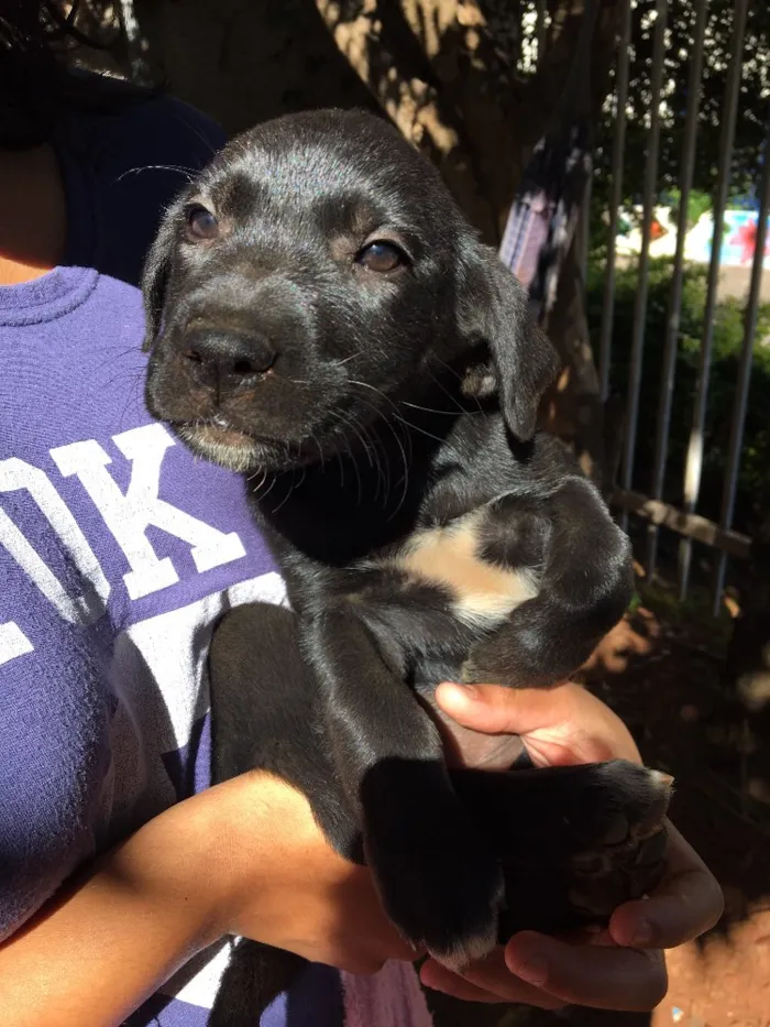 Cachorro ra a . idade Abaixo de 2 meses nome .