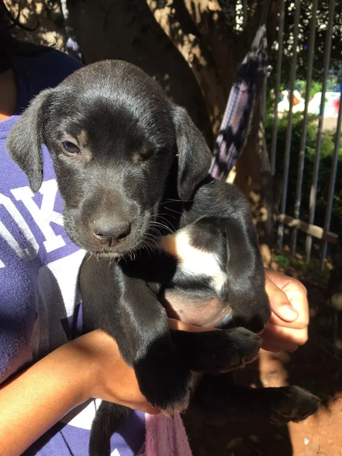 Cachorro ra a . idade Abaixo de 2 meses nome .