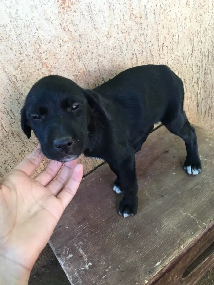 Cachorro ra a . idade Abaixo de 2 meses nome .