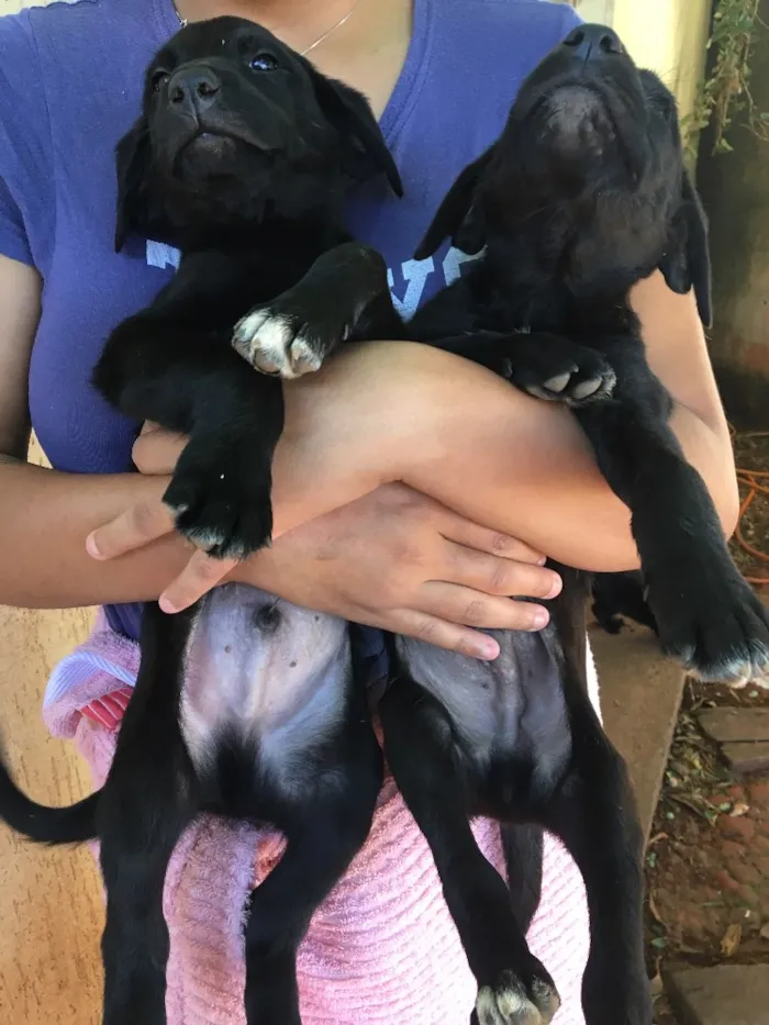 Cachorro ra a . idade Abaixo de 2 meses nome .